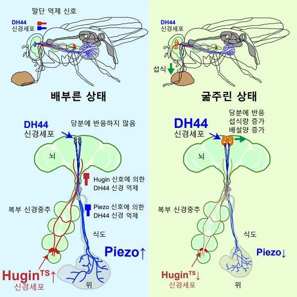 그림 1. 초파리의 DH44 신경세포의 두 가지 억제신호에 대한 모식도