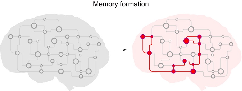 그림 2. 강하게 서로 연결된 뉴런 집합체 형성을 통한 기억형성