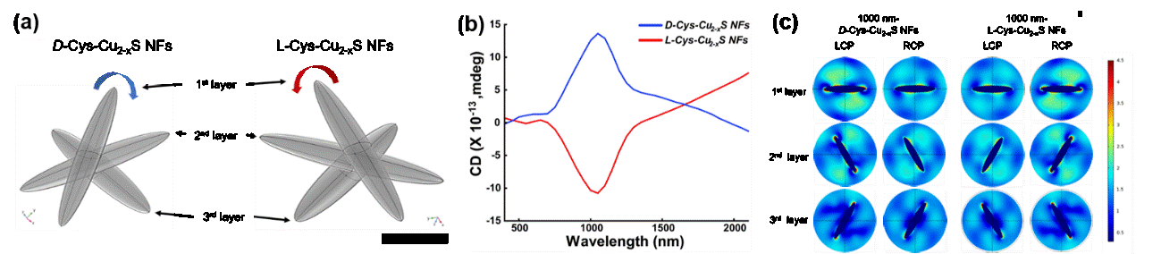 Figure 2. Computational simulations of chiroptical property of NFs. (a) Computational simulation models of NFs. (b) Simulated CD spectra of NFs, which are similar to the experimental results. (c) Simulated chiroptical activity of NFs, which show differential absorption properties (chiroptical activity) of left- and right-circularly polarized light.