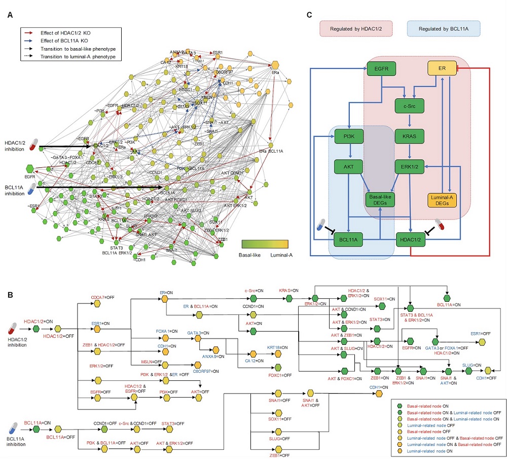 그림 2. 대규모 컴퓨터 시뮬레이션 분석과 복잡계 네트워크 제어기술 적용을 통한 리프로그래밍 분자타겟 발굴