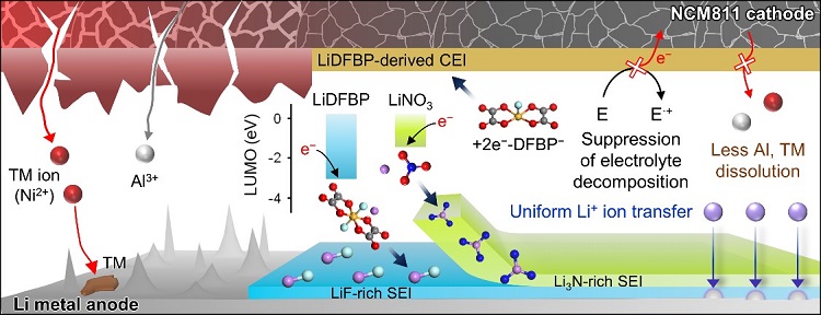  A combination of lithium difluoro (bisoxalato) phosphate as an F donor and lithium nitrate as an N donor with different electron accepting abilities and adsorption tendencies improves the cycle performance of Li|NCM811 full cells through the creation of a dual-layer SEI on a Li metal anode and a protective CEI on a Ni-rich cathode.