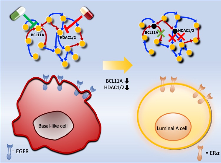 Professor Kwang-Hyun Cho and colleagues have developed a mathematical model and identified optimal targets reprogramming basal-like cancer cells into hormone therapy-responsive luminal-A cells by deciphering the complex molecular interactions within these cells through a systems biological approach.