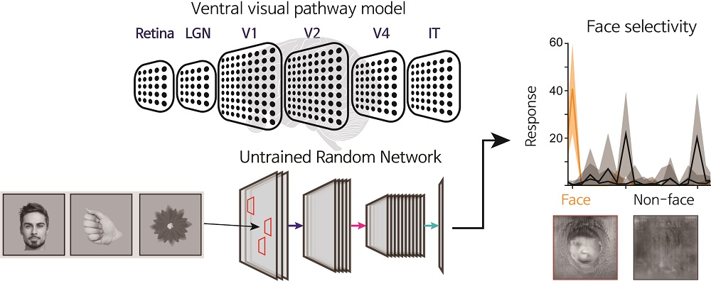그림 1. 무작위화 신경망 구조에서 자발적으로 발생하는 얼굴 선택성을 테스트하기 위한 계산적 모델 시뮬레이션
