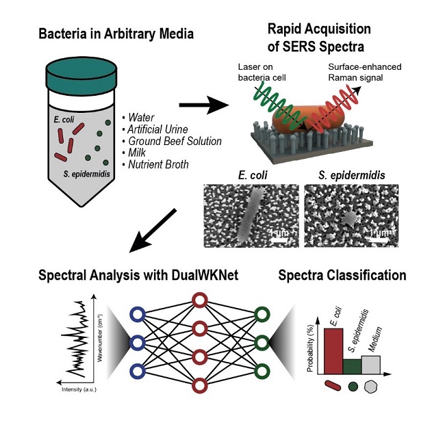 Image: Schematics of the general process of Raman data collection and analysis where a single spectrum is attained from a single cell and classified via deep learning