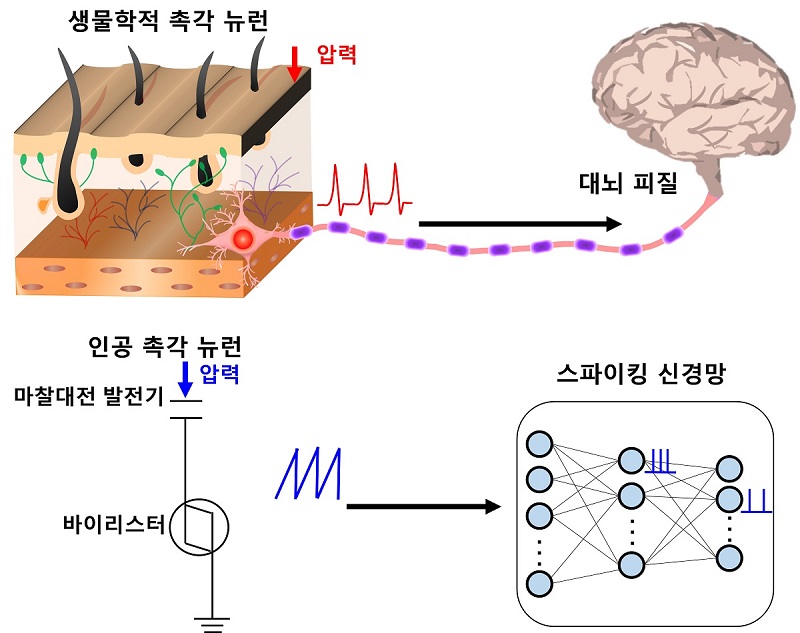 그림 1. 인간의 촉각 뉴런을 모방한 뉴로모픽 모듈 개념도