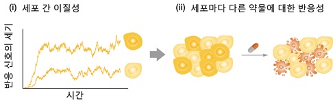그림 1. 세포 간 이질성과 세포마다 다른 약물에 대한 반응성