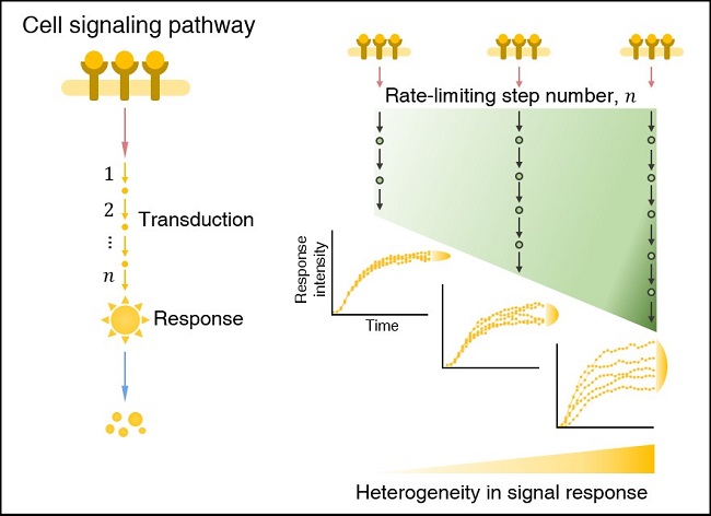 Figure: In a cell signaling pathway, the heterogeneity (i.e., cell-to-cell variability) in the signal response increases as the number of rate-limiting step number increases.