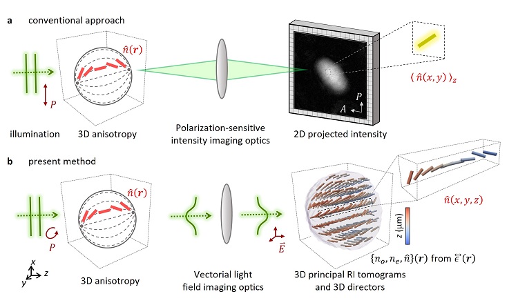 Figure: Direct 3D anisotropy-imaging. a, Indirect access to 3D optical anisotropy using conventional methods. A 3D anisotropic sample is illuminated by polarized light (P), and its 2D images are recorded after passing through the analyser (A). This 2D polarization-sensitive imaging particularly conceals the axially inhomogeneous information of 3D anisotropy. The red rods depict the directors. á ñz denotes the average along the z axis. b, The present method directly visualizes 3D anisotropy. By solving the vectorial wave equation, 3D distribution of optical anisotropy is quantitatively reconstructed. no, ne, and e denote the ordinary RI, the extraordinary RI, and the dielectric tensor.