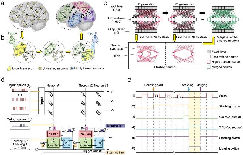 Image: A schematic illustrating the localized brain activity (a-c) and the configuration of the hardware and software hybrid neural network (d-e) using a self-rectifying memristor array (f-g).