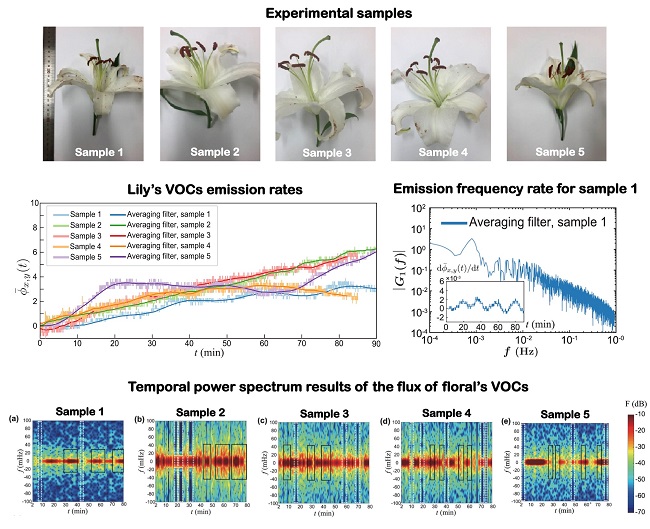 Image: Direct measurement of floral scents from a live lily using a laser interferometry method. The signal of the refractive index difference was monitored and the VOCs’ emission frequency results were calculated from Fast Fourier Transform. It showed the unsteady VOC emissions.