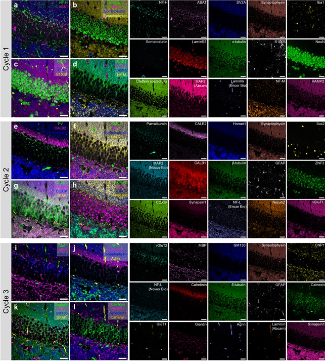 그림 2. PICASSO 기술을 활용한 쥐 뇌 해마 영역 45컬러 이미징