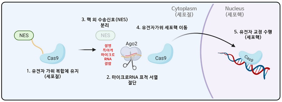 그림 1. 세포 내 셀프 체크인의 마이크로RNA 특이적 작용 모식도