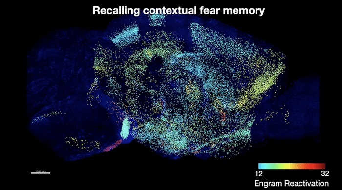 그림 1. 이번 연구에서 발견한 공포 기억저장 세포의 뇌 지도