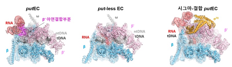 그림 1. 바이러스 유래 RNA, HK022 putRNA와 대장균 RNA중합효소가 결합한 복합체의 초저온 전자현미경 구조. 왼쪽부터 putEC, put-없는 EC, 시그마-결합 putEC