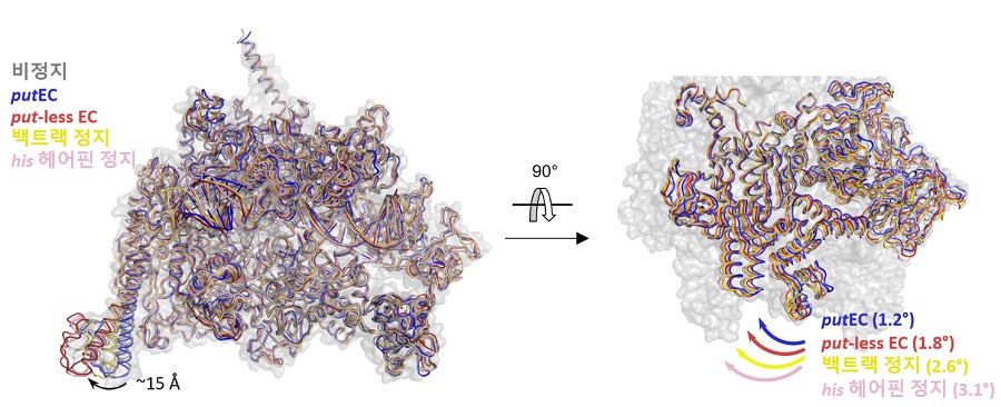 그림 4. 여러 대장균 RNA중합효소 연장복합체의 ‘회전’ 비교. 비정지 (회색), putEC (파란색), put-less EC (빨간색), 백트랙 정지 (노란색), his 헤어핀 정지 (분홍색) 상태의 RNA중합효소 구조들을 효소 중심 부분을 기준으로 겹친 후 회전하는 모듈의 회전 각도를 측정하였다. (왼쪽) 중첩된 RNA중합효소 구조들의 정면 모습. (오른쪽) 중첩된 RNA중합효소 중 회전 모듈만 표시한 그림. 위에서 본 모습. 측정한 회전 각도가 화살표 옆에 적혀 있다.