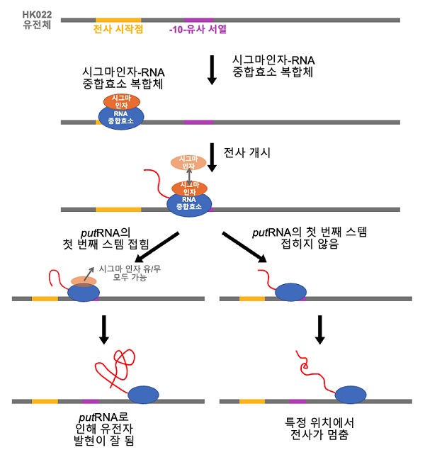 그림 5. HK022 putRNA의 작동 원리. 숙주의 RNA중합효소는 HK022 유전체의 프로모터 부분을 인식하여 putRNA를 합성하기 시작한다. 이때 putRNA가 만들어 지면 RNA중합효소와 결합하여 전사의 중지와 종결을 방해하여 HK022 파지의 유전자를 효율적으로 합성하게 된다. 이 때, putRNA 서열 내부에 있는 –10-유사서열에 시그마 인자가 결합하면 putRNA가 더 잘 접히게 된다. 반면, putRNA가 잘 만들어지지 않으면 이후 전사 종결서열에서 RNA합성이 멈추고 HK022 유전체의 발현이 저해된다.