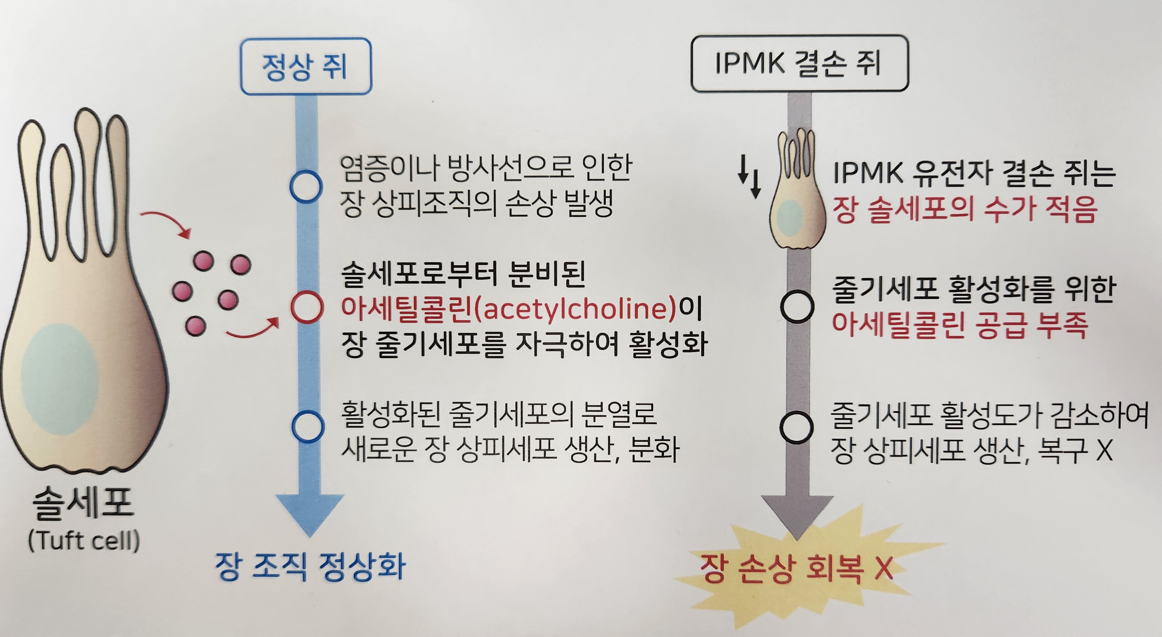 그림 1. IPMK 효소에 기반한 장내 솔 세포 발생 및 장염 회복 조절 설명