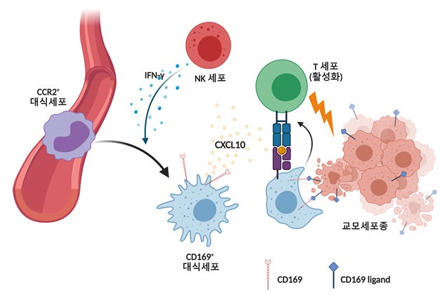 연구 모델 요약도 그림 설명: 교모세포종이 발생하며 혈액내의 CCR2 발현 단핵구가 종양 내로 유입되며 자연살해세포(NK세포)가 생성하는 IFN-γ사이토카인에 의해 CD169을 발현하는 대식세포로 분화함. CD169+ 대식세포는 종양 내에 케모카인인 CXCL10을 증가시켜 T 세포의 종양 내 유입을 증가시킴. 또한 대식세포의 CD169와 암세포의 CD169 리간드 사이의 상호작용은 대식세포에 의한 포식작용을 증가시킴. 암세포를 포식한 대식세포는 세포독성 T 세포에 암세포 항원을 제시하여 암세포 특이적 T 세포 반응을 증가시킴.