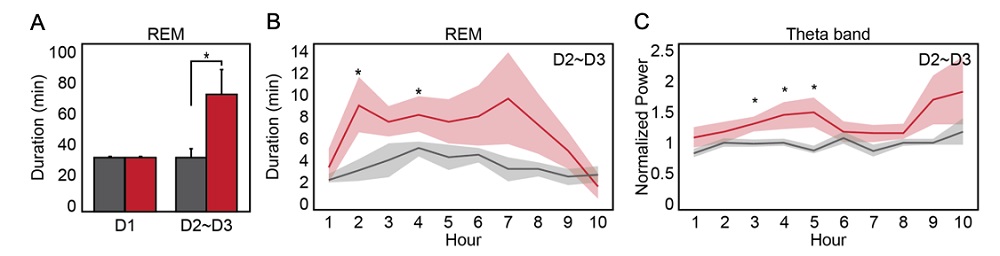그림 3. (A) 전전두엽 초음파 자극으로 급속 안구운동 (REM) 수면량 변화 (B) 시간당 REM 수면량 변화 (C) REM 수면의 대표 주파주 내역의 신호 강도 변화