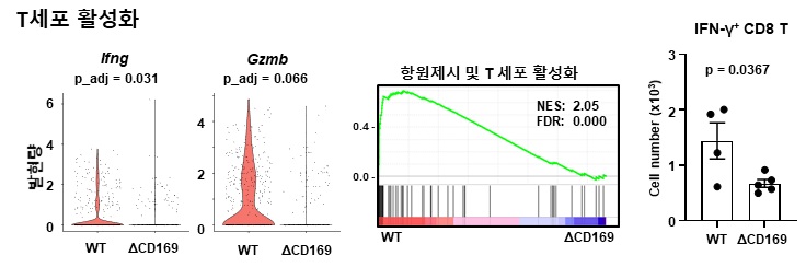 CD169+ 대식세포가 없는 교모세포종에서는 T 세포의 활성이 감소함.