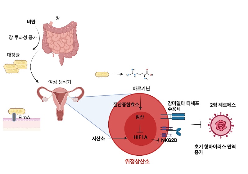 그림 1. 비만 시 질 내 공생미생물과 감마델타 T세포 상호 작용을 통한 항헤르페스 면역반응 강화 메커니즘