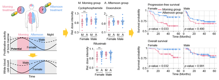 Figure 2. Chemotherapy in the afternoon can improve treatment outcomes.