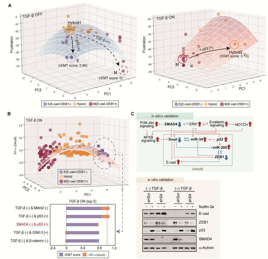 Figure 2. Understanding of various EMT phenotypes 