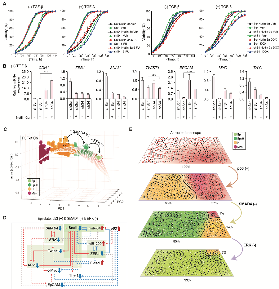 Figure 3. Complex molecular network analysis and discovery of reprogramming molecular targets for intact elimination of EMT hybrid features.