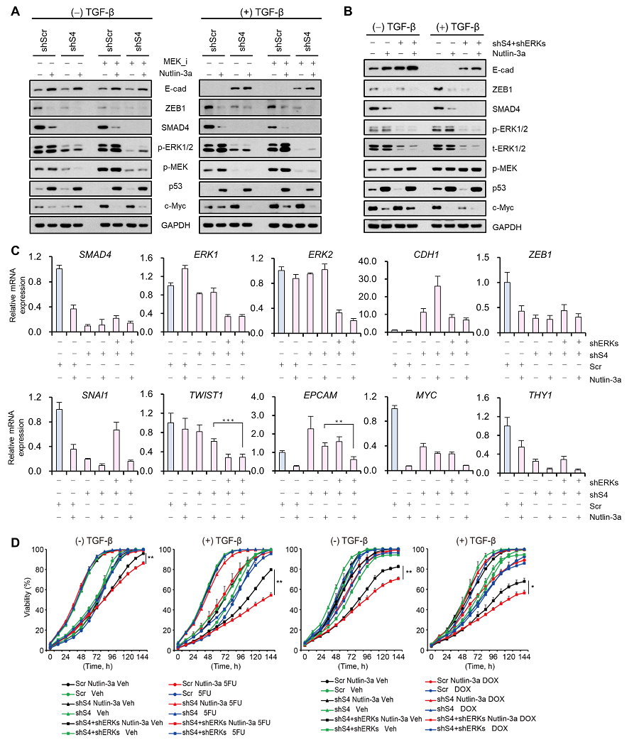 Figure 4. Verification through experiments with lung cancer cell lines.