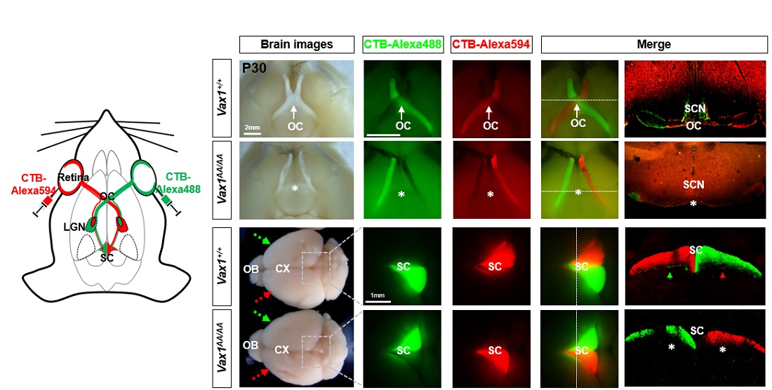 그림 1 설명. 생쥐의 왼쪽 눈에 붉은색 형광물질(CTB-Alexa594)를 오른쪽 눈에는 녹색형광물질(CTB-Alexa488)을 주입하고 이틀 뒤 생쥐 뇌를 적출하여 중뇌상구(superior colliculus, SC)에 연결된 각 눈의 시신경에서 나온 형광 신호를 검출하여 좌우측 시신경을 감별하였다. 정상 생쥐(Vax1+/+)의 경우 시상하부 중간선에 좌측과 우측 시신경이 합쳐진 다음 교차하는 시신경 교차(optic chiasm, OC)가 존재하는 반면 , Vax1AA/AA 생쥐 경우는 시신경이 중간선에 도달하지 않고 그대로 같은 쪽 뇌로 진행한다. 따라서, 정상 생쥐는 좌측 눈에서 나온 붉은색 형광물질이 우측 뇌에 집중적으로 검출이 되지만 Vax1AA/AA 생쥐는 이 신호가 왼쪽 뇌에만 보이는 반전된 연결 양상을 나타낸다.