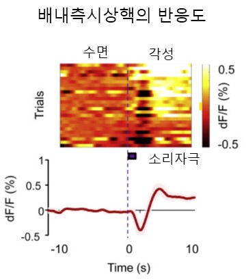 그림 2. 소리자극에 반응하는 GRIK4 배내측 신경. 소리자극이 주어진 시점을 기준으로 GRIK4 배내측 신경의 활성도가 증가하면서 각성효과가 유도됨.