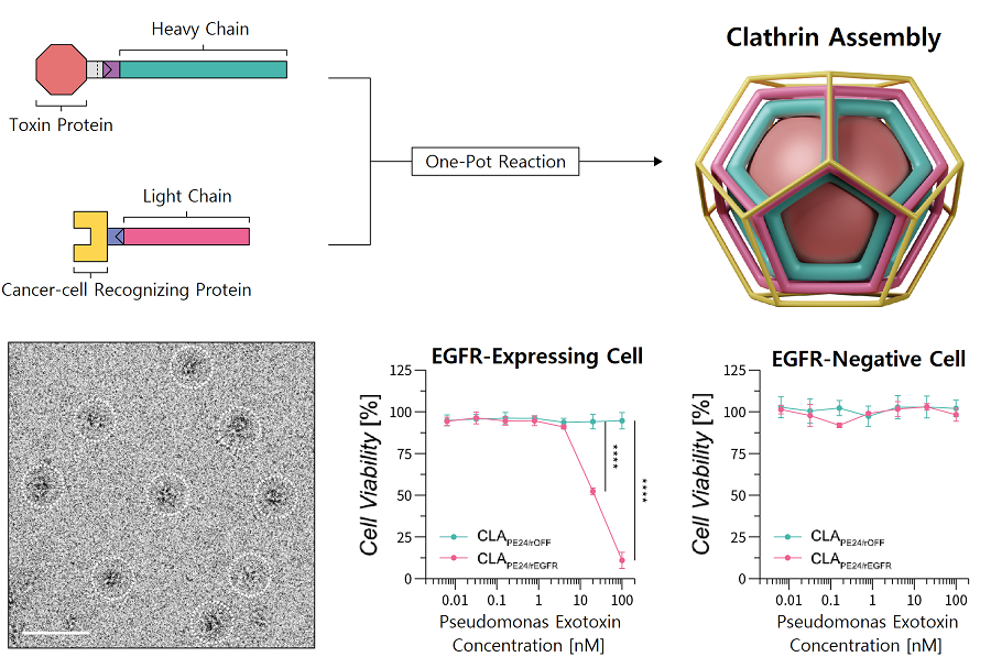 Figure 1. Schematic diagram of Clathrin Assembly