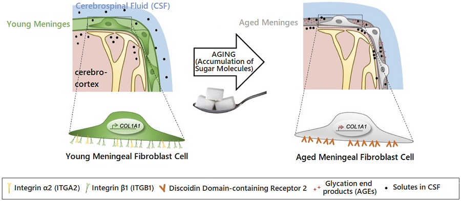 Figure 1. Schematic diagram of proposed mechanism showing aging‐related ECM remodeling 