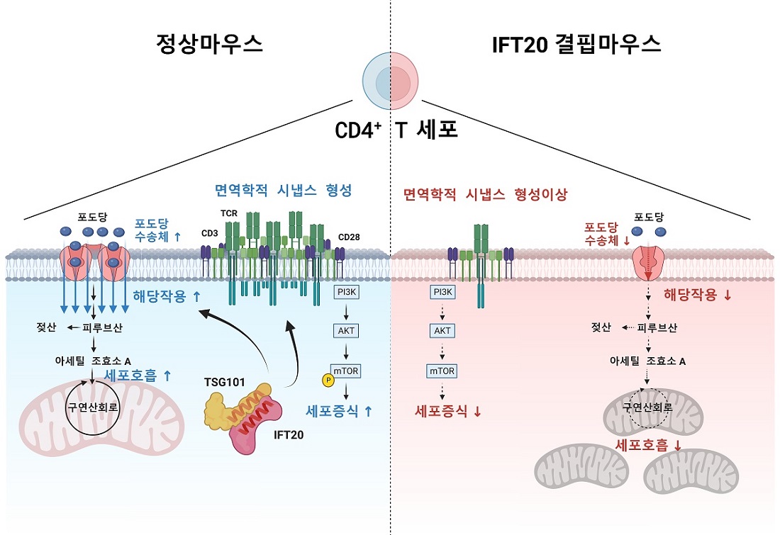 IFT20단백질은 TSG101과 결합하여 면역학적 시냅스를 형성함. 면역학적 시냅스가 형성되면 PI3K-AKT-mTOR 신호가 증폭되어 CD4+ T세포가 증식하고, 포도당수송체가 증가하여 해당작용과 세포호흡이 증가하기 됨. IFT20이 결핍된 CD4+ T세포에서는 면역학적 시냅스 형성이 저하되며, 이로 인해서 세포증식과 해당작용, 세포호흡 모두가 감소하게 됨.
