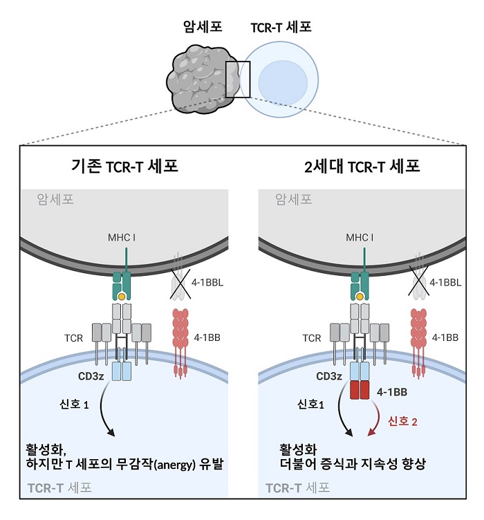 그림 1. 2세대 TCR-T 세포의 신호전달 메커니즘 모식도. TCR 의 신호전달에 핵심 하위유닛인 CD3z에 4-1BB의 신호전달도메인이 합성된 퓨전 CD3z 모듈을 구축함. 퓨전 CD3z 모듈이 발현된 2세대 TCR-T 세포는 면역억제환경에서 기존의 TCR-T 세포보다 향상된 증식과 지속성을 보임.