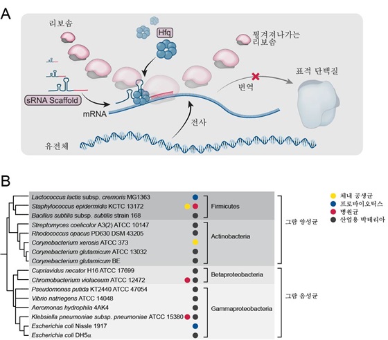 그림 1. 다양한 박테리아의 유전자 억제를 위한 sRNA 도구 개발