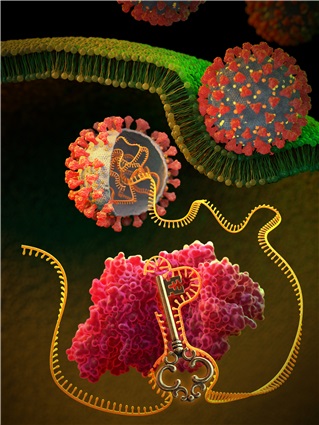 RNA 유전자 가위 기술을 이용한 범용 코로나 바이러스 감염병 mRNA 치료제 이미지