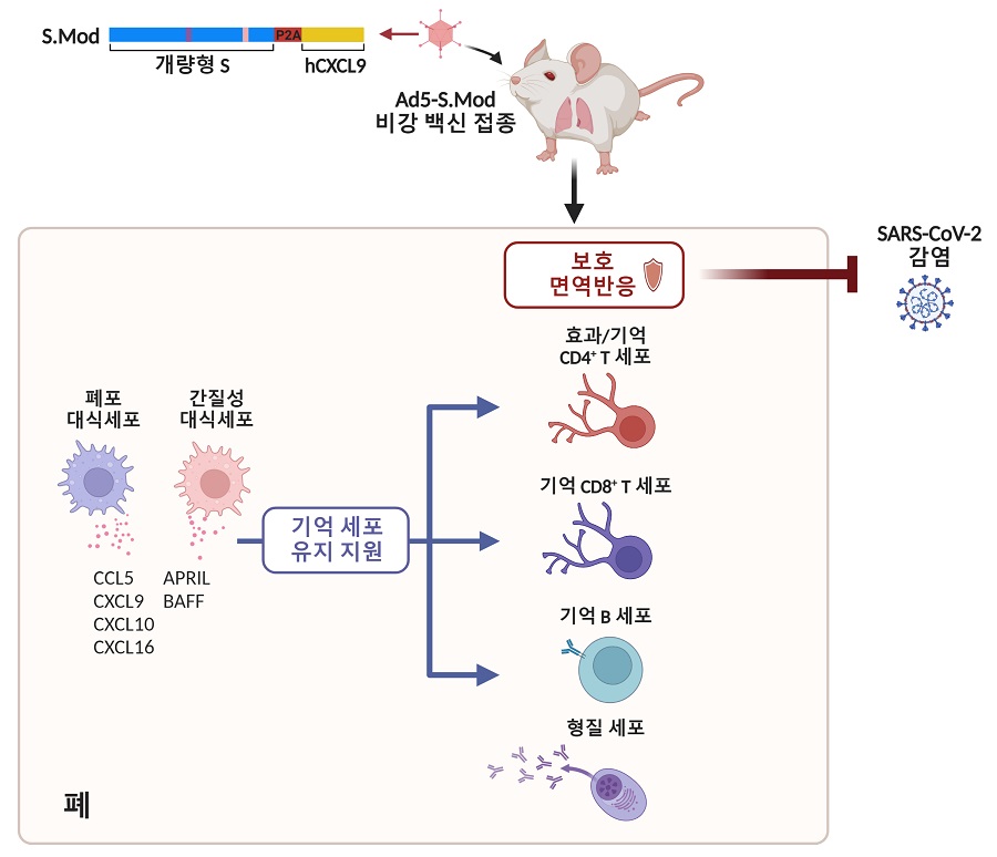 그림 설명: Ad5-S.Mod는 개량형 스파이크 단백질과 인간 CXCL9를 탑재한 아데노바이러스 벡터 기반 코로나19 백신임. Ad5-S.Mod를 비강 내로 투여하자 호흡기 점막에서 기억 T세포 및 기억 B세포, 형질세포가 생성되어 SARS-CoV-2의 감염에 대항하는 보호 면역반응이 효과적으로 형성됨. 또한 Ad5-S.Mod의 비강투여는 폐 대식세포를 활성화하는데, 이들은 기억 세포의 유지를 지원하는 인자를 분비하여 백신에 의해 생성된 기억 세포들이 오랜 기간 유지될 수 있도록 돕는 역할을 함.