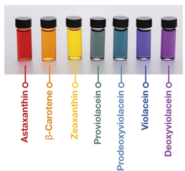 그림 3. 이상엽 특훈교수팀이 미생물을 대사공학으로 개량해 만든 일곱가지 무지개 색