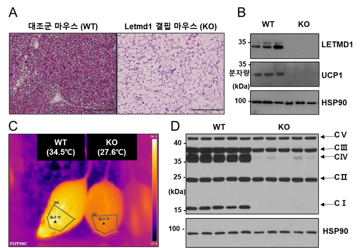  그림 1. LETMD1 결핍 마우스를 통한 열생성 및 호흡복합체 조절 기능 규명. (A) LETMD1 결핍 마우스의 변화된 갈색지방조직 모습. (B) UCP1 단백질의 발현 감소. (C) 추위자극에서 열 생성 감소. (D) 미토콘드리아 호흡복합체 발현 감소.