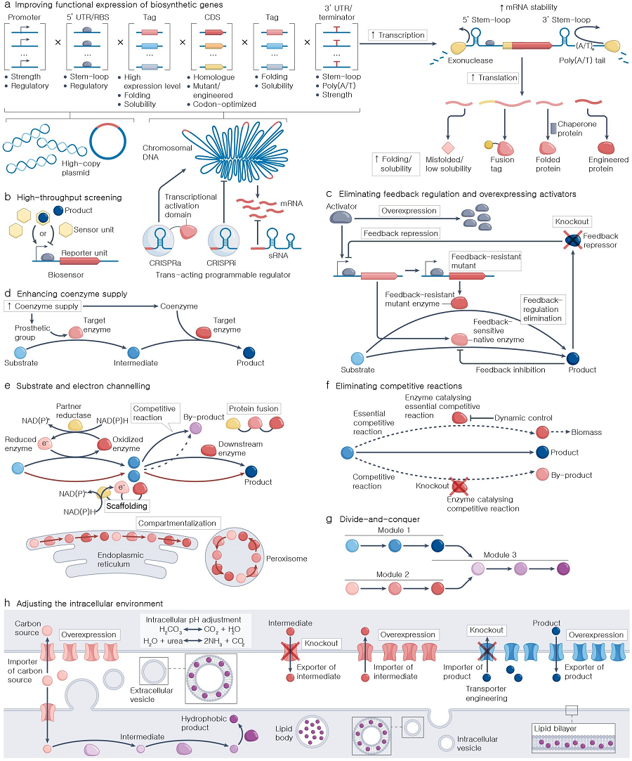 [Figure 2] Systems metabolic engineering strategy to improve metabolic flow in microbial cell factories