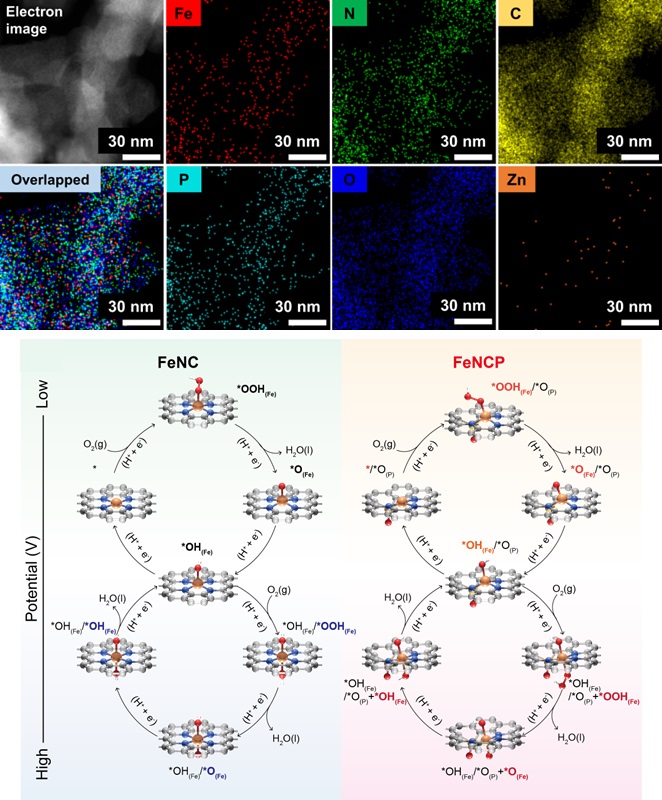 그림 2. 철-질소-탄소-인 원자분산촉매의 투과 현미경 이미지(위)와 고활성 메커니즘(아래)