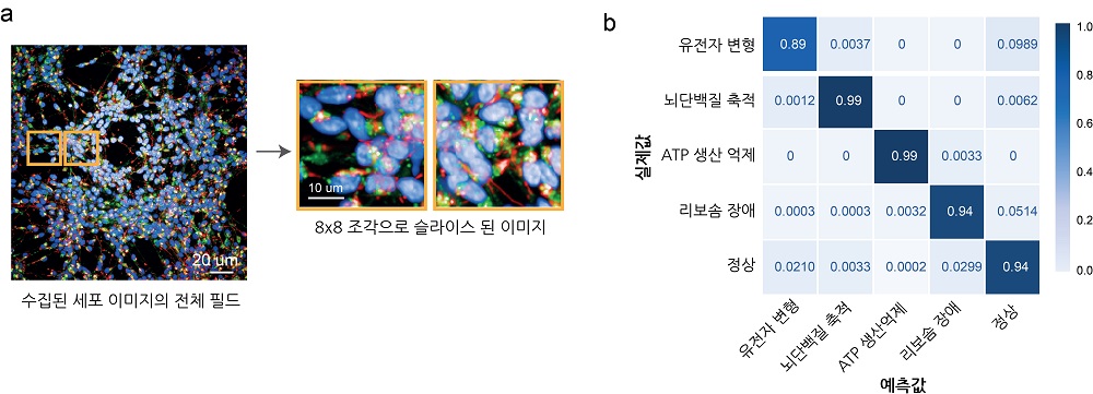 그림 2 a. 고속-대용량 이미징 시스템을 통해 촬영된 환자 역분화 만능 줄기세포 유도 신경 세포의 예 (핵: 파란색, 미토콘드리아: 빨간색, 리보좀: 초록색). 전체 사진을 8 X 8 로 슬라이스 한 후 각각의 조각 이미지. b. 예측 결과를 보여주는 오차 행렬 (Confusion Matrix)
