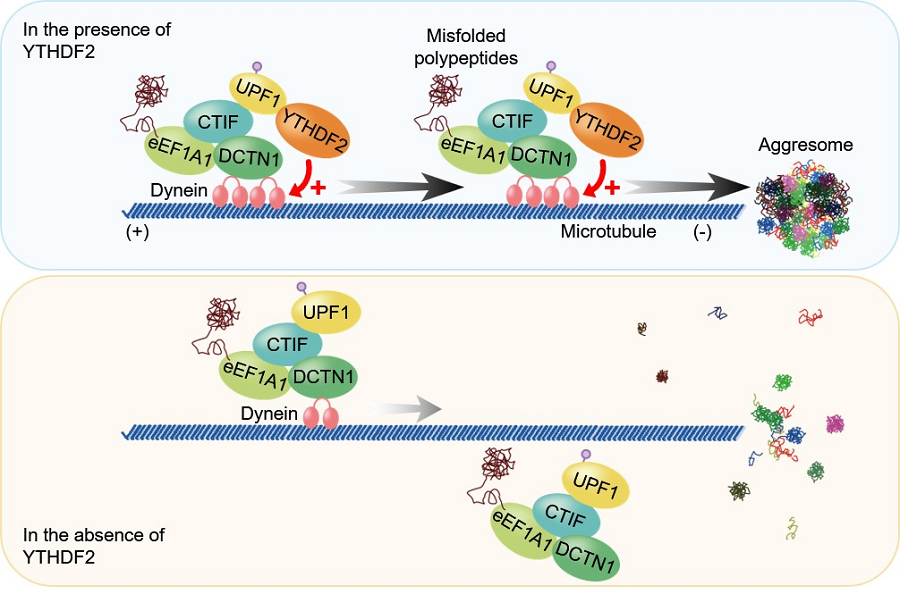 그림 2. YTHDF2 단백질을 통한 비정상 단백질 제거 메커니즘.     비정상 단백질이 세포 내에 축적될 경우, CTIF-eEF1A1-디낵틴1-UPF1 복합체가 잘못된 단백질을 인식한다. YTHDF2 단백질은 UPF1과의 상호작용을 통해 복합체에 합류하며, 복합체와 디네인 사이의 상호작용을 조절한다. YTHDF2 단백질이 존재할 때, 복합체와 디네인 사이의 상호작용이 증가하며 비정상 단백질의 수송이 촉진되어 정상적으로 애그리좀이 형성된다. 형성된 애그리좀은 최종적으로 리소좀에 의해 세포 내에서 제거된다. 