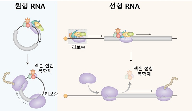 그림 1. 원형 RNA의 경우, 엑손 접합 복합체(EJC)가 원형 RNA에 결합하고, eIF3 복합체와 리보좀을 끌어옴으로써 원형 RNA의 단백질 합성을 유도한다. 반면에 선형 mRNA의 경우, 엑손 접합 복합체가 안정하게 선형 mRNA에 결합하지 못하기 때문에, 엑손 접합 복합체를 통한 단백질 합성은 매우 비효율적으로 일어나게 된다.