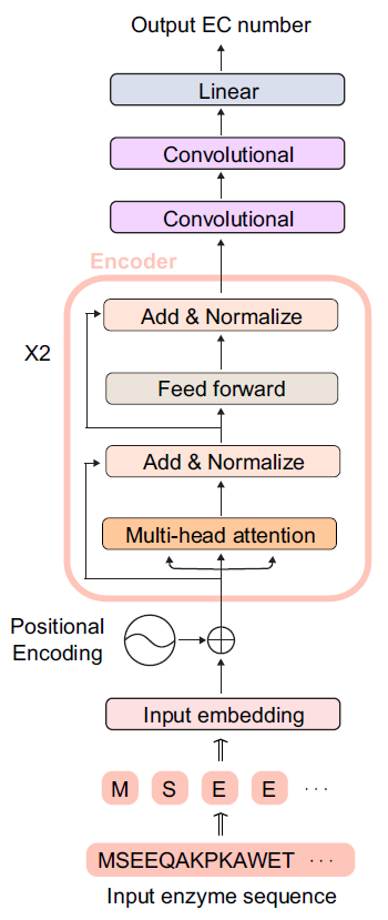 < Figure 1. Artificial neural network structure of DeepECtransformer >