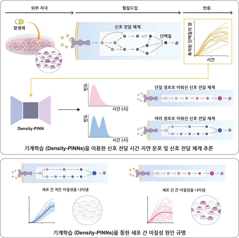 그림 1. 기계학습방법론(Density-PINNs)을 통한 세포 간 이질성 원인 규명