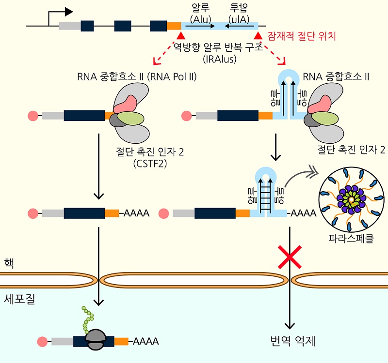 그림 1. 역방향 알루 반복 구조(IRAlus)로 인한 유전자 발현 조절 기전 모식도