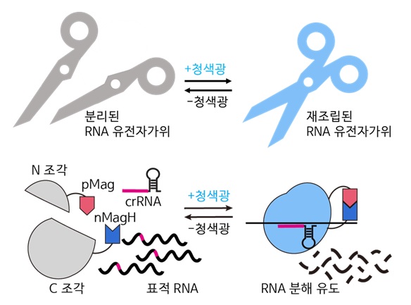 그림 1. 청색광에 의해 활성화되는 paCas13 시스템 모식도 비활성화된 분할 RNA 유전자 가위 조각에 청색광을 비추면 활성화된 RNA 유전자 가위 단백질이 표적 RNA를 분해할 수 있음.