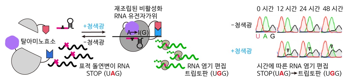 그림 2. padCas13 편집기의 RNA 염기 편집 모식도 및 시간에 따른 RNA 염기 편집 결과 청색광 조건에서 재결합된 Cas13 단백질이 표적 돌연변이 RNA의 염기서열을 복구시킬 수 있으며, 시간에 따라 점차 증가하는 RNA 염기 편집 효율을 보임